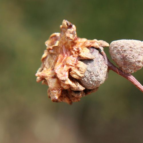 Andricus quercuscalicis