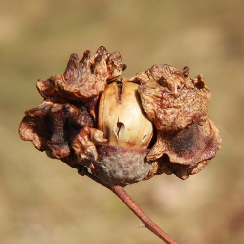 Andricus quercuscalicis