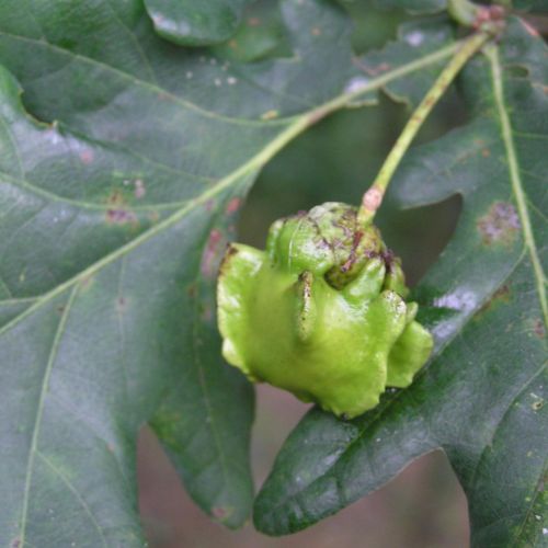 Andricus quercuscalicis