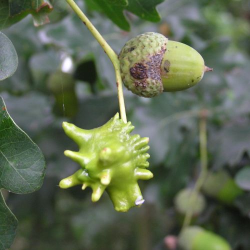 Andricus quercuscalicis