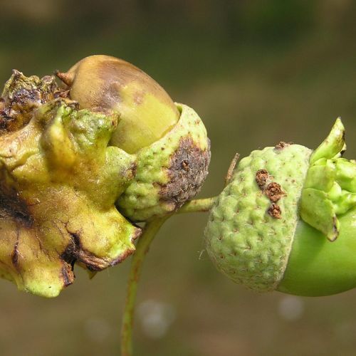 Andricus quercuscalicis