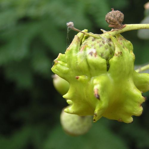 Andricus quercuscalicis