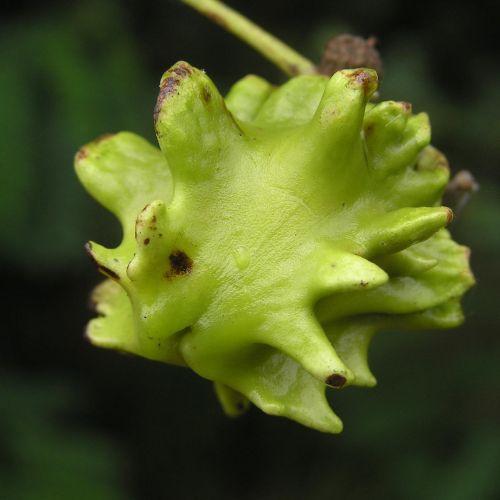 Andricus quercuscalicis