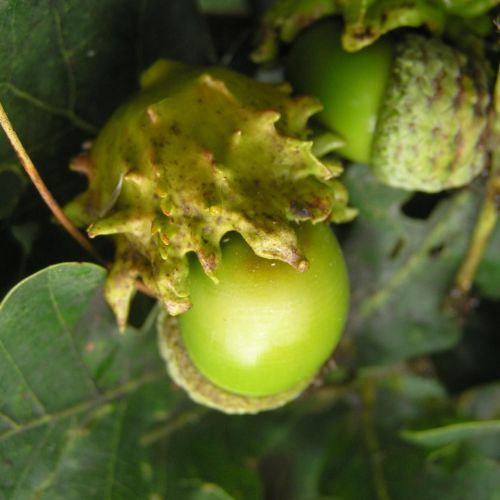 Andricus quercuscalicis