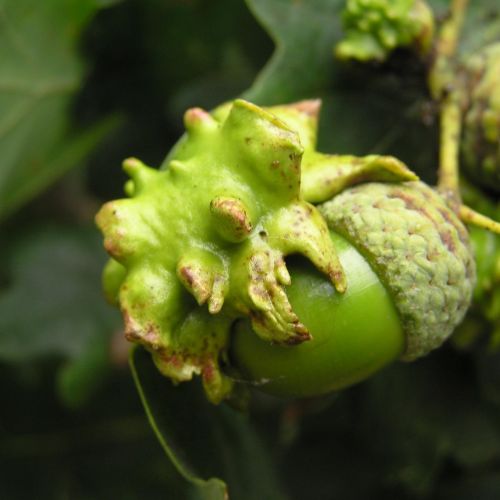 Andricus quercuscalicis