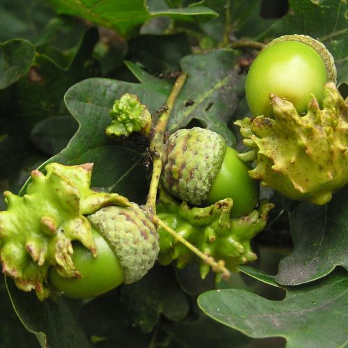 Andricus quercuscalicis