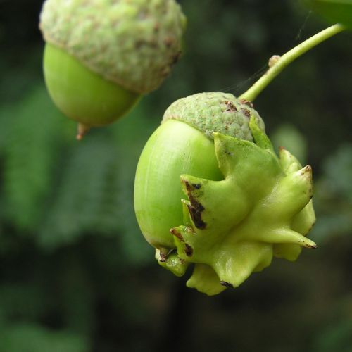 Andricus quercuscalicis