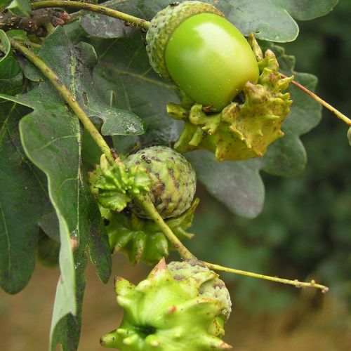 Andricus quercuscalicis