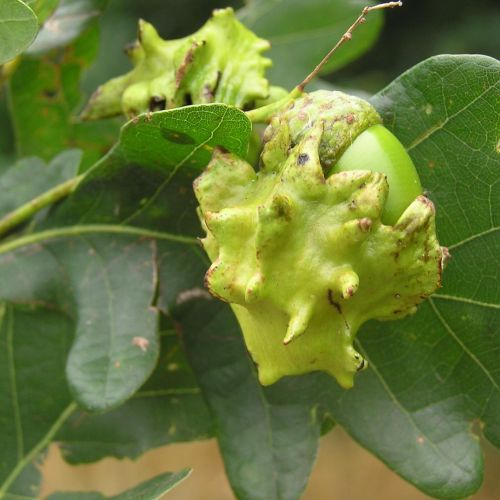 Andricus quercuscalicis