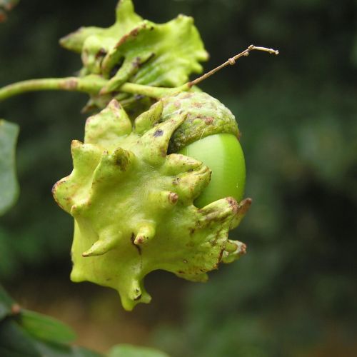 Andricus quercuscalicis