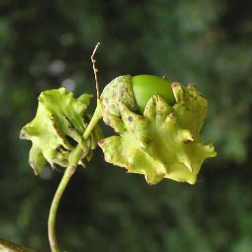 Andricus quercuscalicis