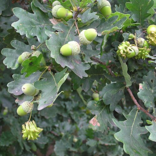 Andricus quercuscalicis