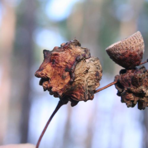 Andricus quercuscalicis