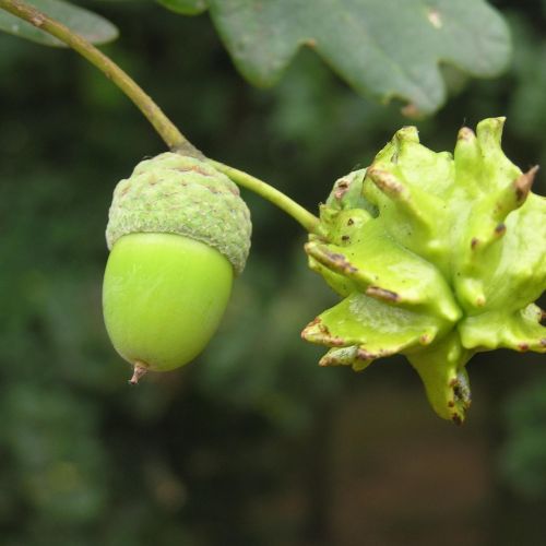 Andricus quercuscalicis