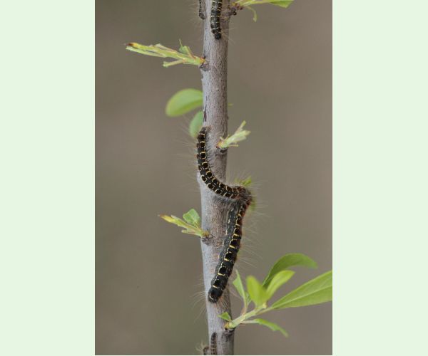 Eriogaster lanestris