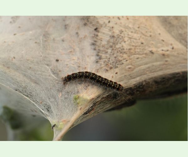 Eriogaster lanestris