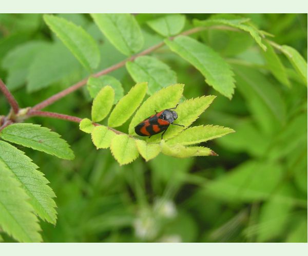 Cercopis vulnerata
