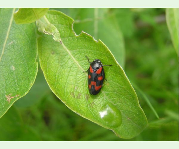 Cercopis vulnerata