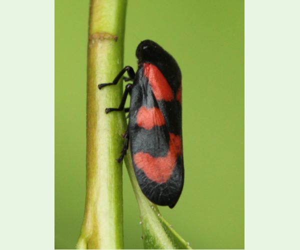 Cercopis vulnerata