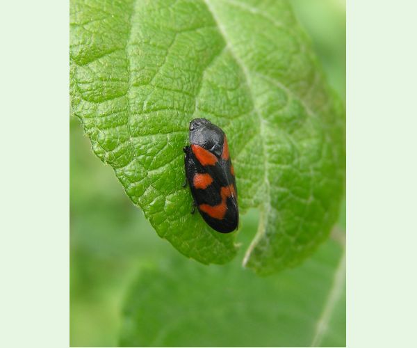 Cercopis vulnerata