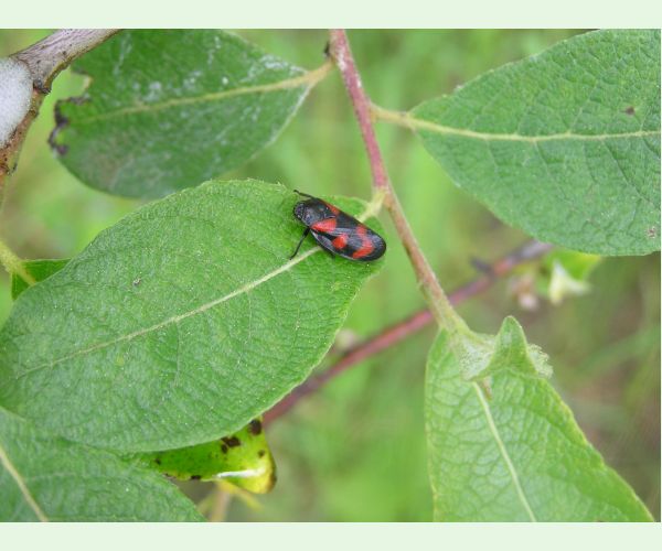 Cercopis vulnerata