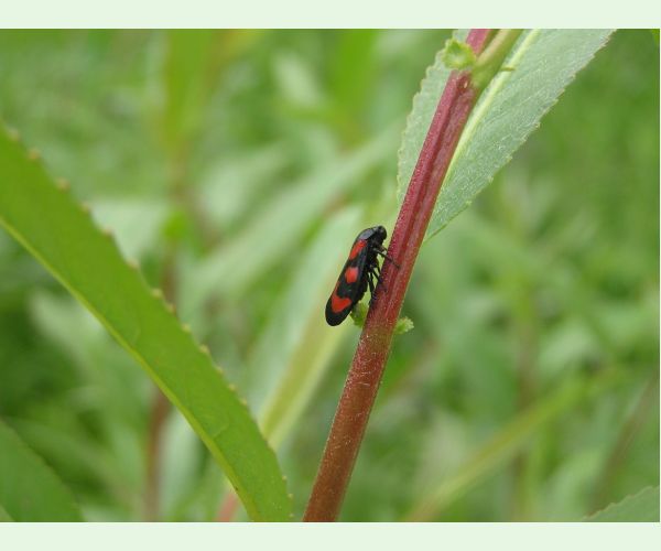 Cercopis vulnerata