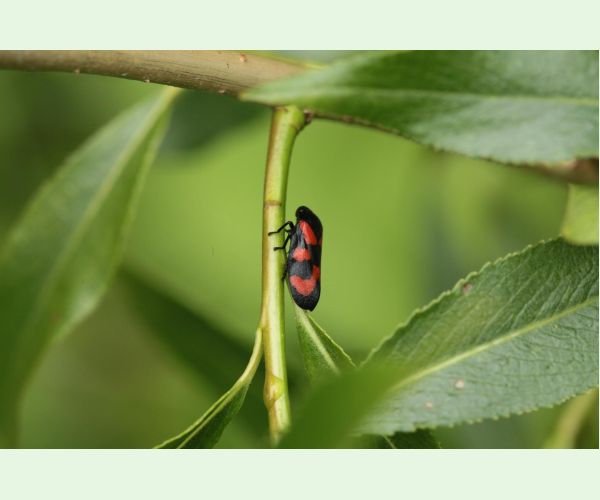 Cercopis vulnerata