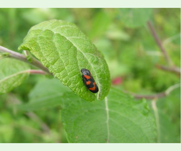 Cercopis vulnerata