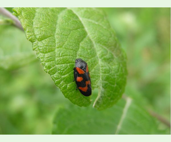 Cercopis vulnerata