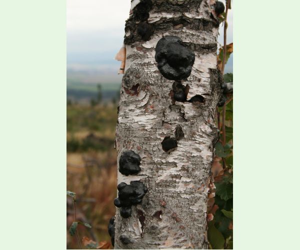 Daldinia concentrica