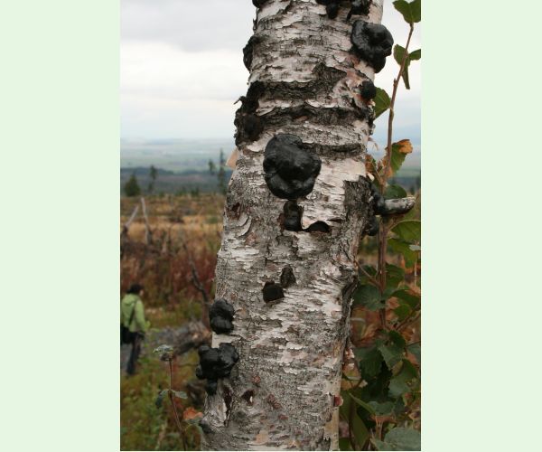 Daldinia concentrica