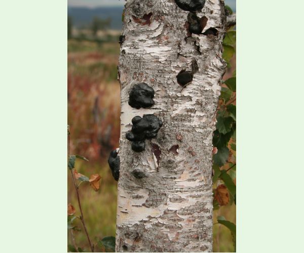 Daldinia concentrica