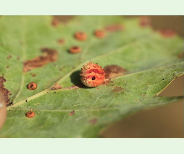 Trigonaspis synapsis