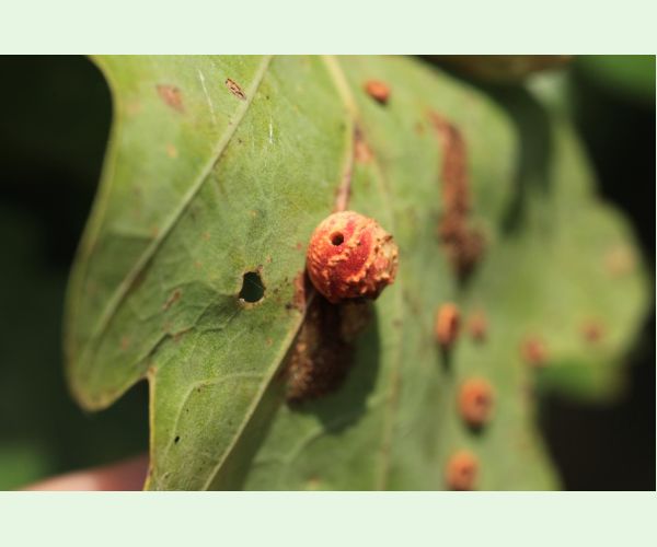 Trigonaspis synapsis