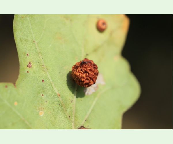 Trigonaspis synapsis