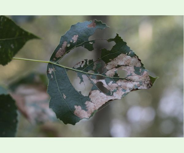 Phyllodecta (= Phratora) vitellinae