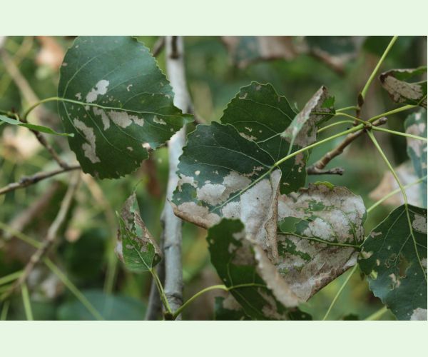 Phyllodecta (= Phratora) vitellinae