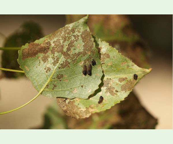 Phyllodecta (= Phratora) vitellinae