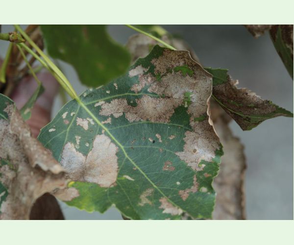 Phyllodecta (= Phratora) vitellinae