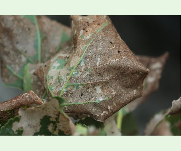 Phyllodecta (= Phratora) vitellinae