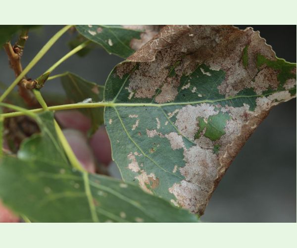 Phyllodecta (= Phratora) vitellinae