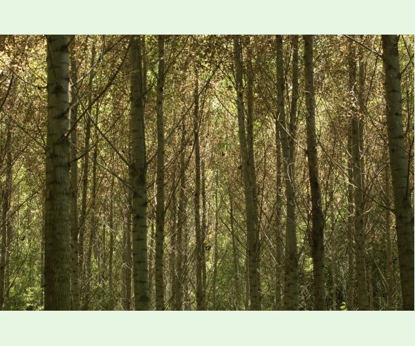 Phyllodecta (= Phratora) vitellinae