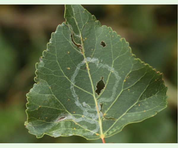 Phyllocnistis unipunctella