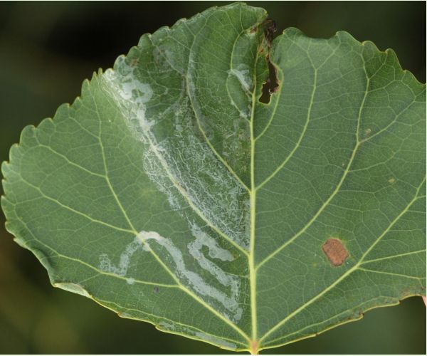 Phyllocnistis unipunctella