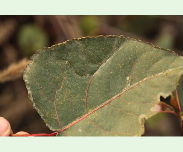 Phyllocnistis unipunctella