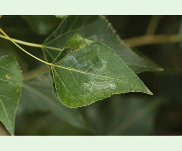 Phyllocnistis unipunctella