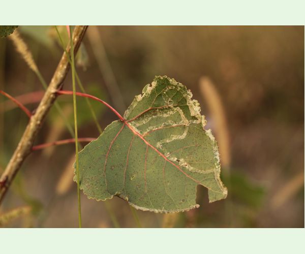 Phyllocnistis unipunctella