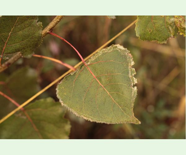 Phyllocnistis unipunctella