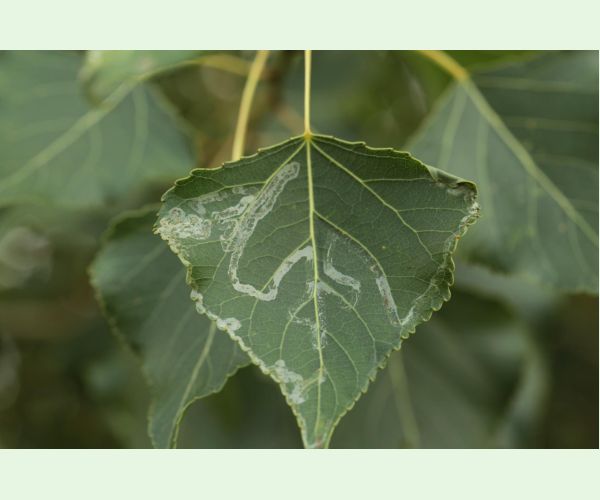 Phyllocnistis unipunctella