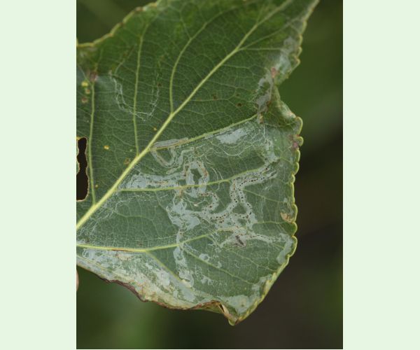 Phyllocnistis unipunctella